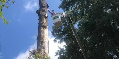 Tree Service, Tree Trimming, Tree Removal, Tree Pruning, Tree Clearing & Tree Mulching